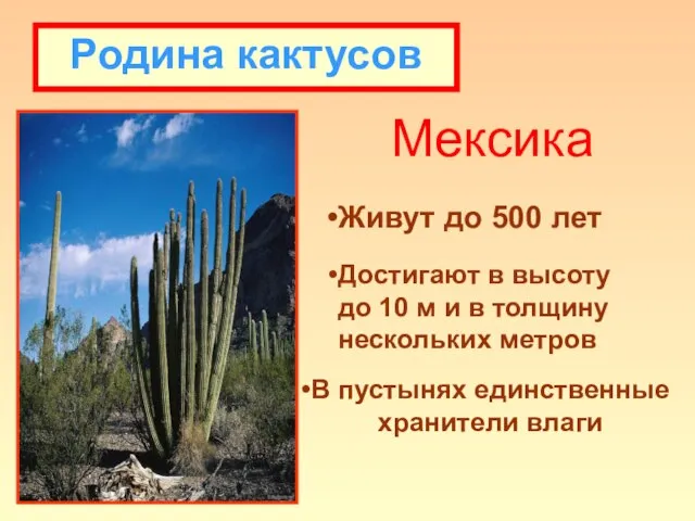 Родина кактусов Мексика Живут до 500 лет Достигают в высоту до 10