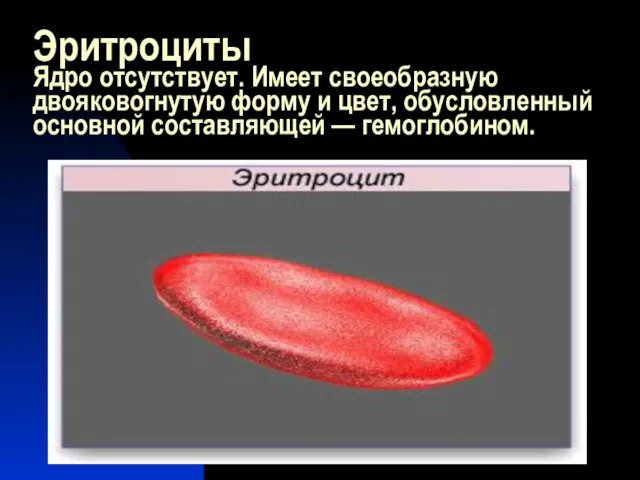 Эритроциты Ядро отсутствует. Имеет своеобразную двояковогнутую форму и цвет, обусловленный основной составляющей — гемоглобином.
