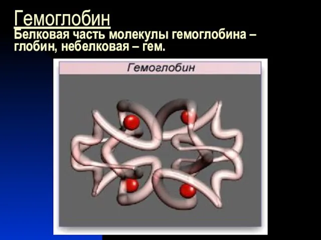 Гемоглобин Белковая часть молекулы гемоглобина – глобин, небелковая – гем.