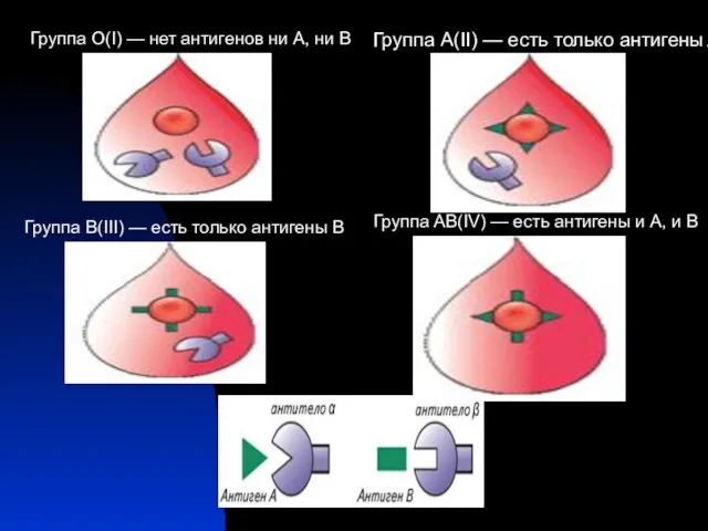 Группа О(I) — нет антигенов ни А, ни В Группа А(II) —