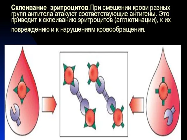Склеивание эритроцитов.При смешении крови разных групп антитела атакуют соответствующие антигены. Это приводит