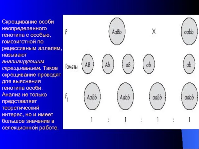 Скрещивание особи неопределенного генотипа с особью, гомозиготной по рецессивным аллелям, называют анализирующим