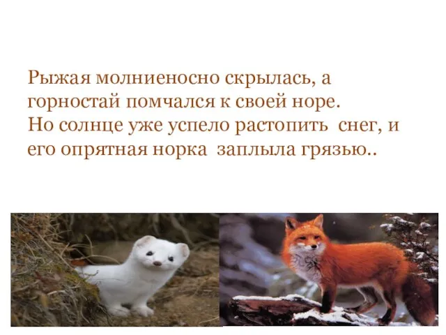 Рыжая молниеносно скрылась, а горностай помчался к своей норе. Но солнце уже