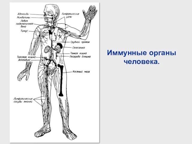 Иммунные органы человека.