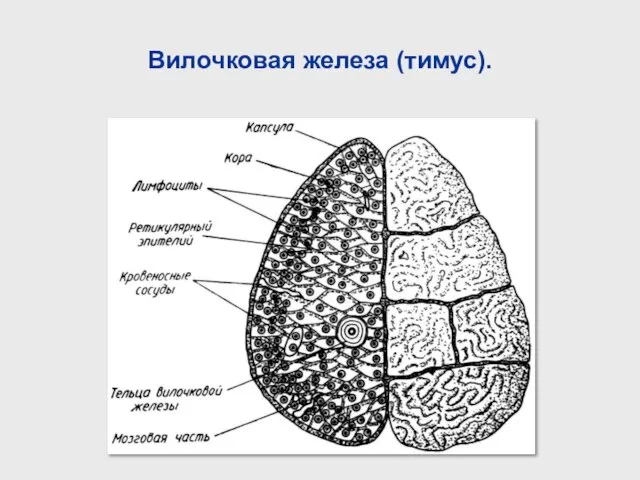 Вилочковая железа (тимус).