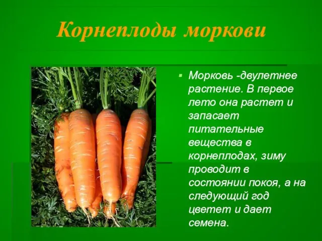 Корнеплоды моркови Морковь -двулетнее растение. В первое лето она растет и запасает