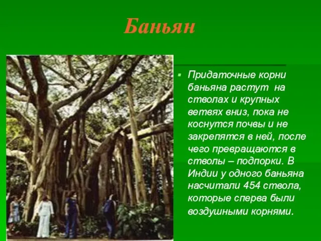 Баньян Придаточные корни баньяна растут на стволах и крупных ветвях вниз, пока