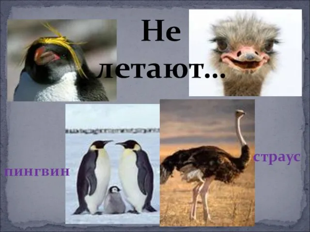 Не летают… пингвин страус