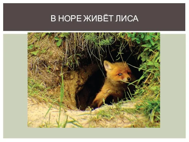 В НОРЕ ЖИВЁТ ЛИСА