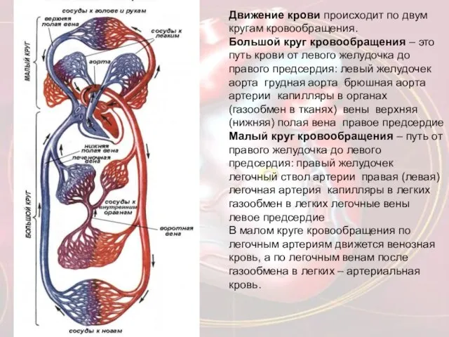 Движение крови происходит по двум кругам кровообращения. Большой круг кровообращения – это