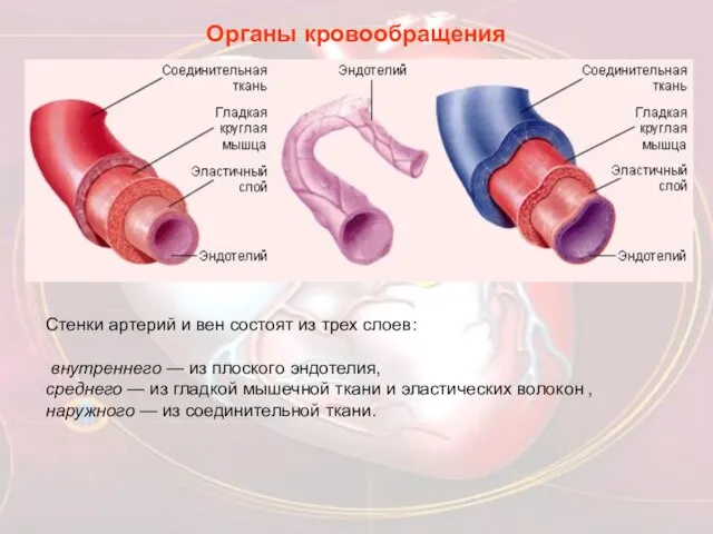 Органы кровообращения Стенки артерий и вен состоят из трех слоев: внутреннего —