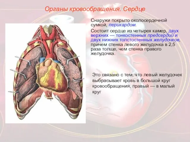 Органы кровообращения. Сердце Снаружи покрыто околосердечной сумкой, перикардом. Состоит сердце из четырех