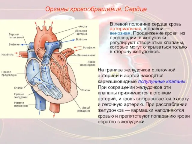 Органы кровообращения. Сердце В левой половине сердца кровь артериальная, в правой —