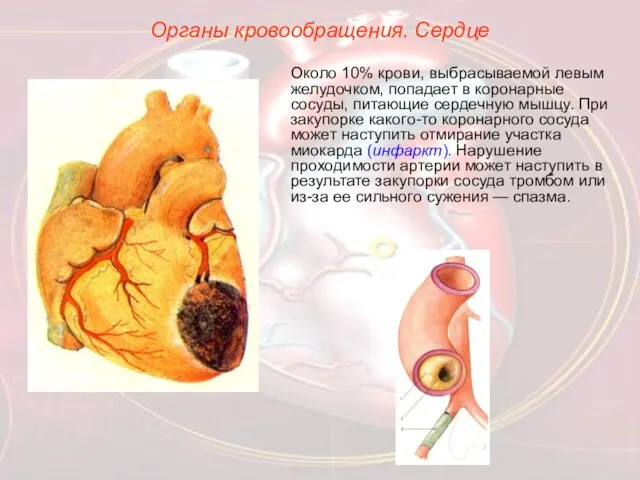 Органы кровообращения. Сердце Около 10% крови, выбрасываемой левым желудочком, попадает в коронарные