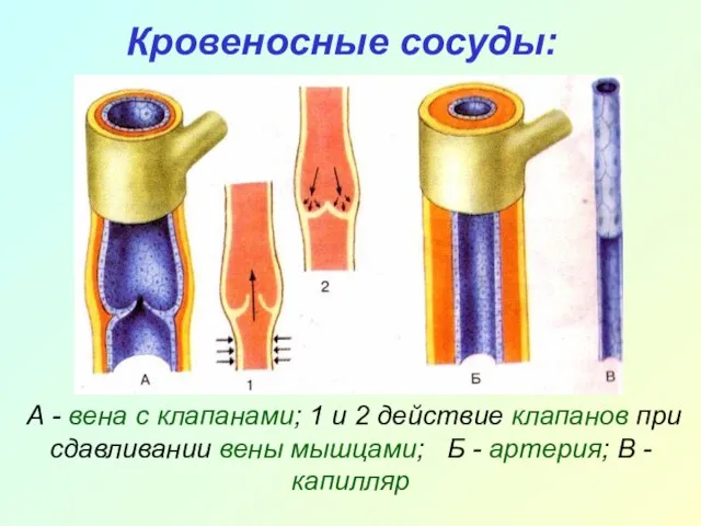 Кровеносные сосуды: А - вена с клапанами; 1 и 2 действие клапанов