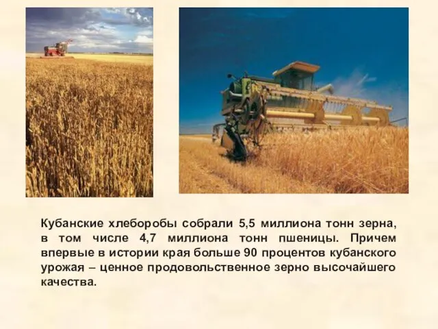 Кубанские хлеборобы собрали 5,5 миллиона тонн зерна, в том числе 4,7 миллиона