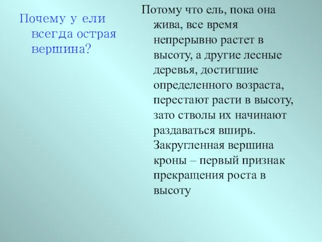 Почему у ели всегда острая вершина? Потому что ель, пока она жива,