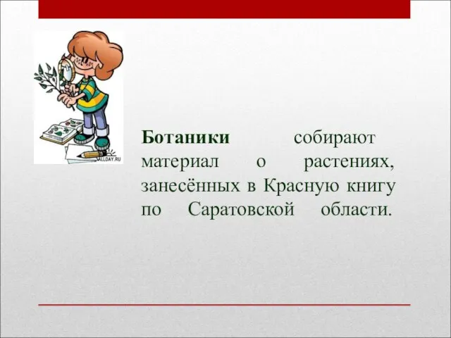 Ботаники собирают материал о растениях, занесённых в Красную книгу по Саратовской области.