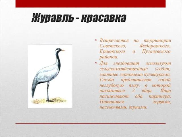 Журавль - красавка Встречается на территории Советского, Федоровского, Ершовского и Пугачевского районов.