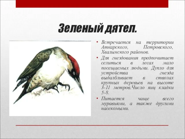 Зеленый дятел. Встречается на территории Аткарского, Петровского, Хвалынского районов. Для гнездования предпочитает