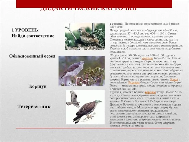 ДИДАКТИЧЕСКИЕ КАРТОЧКИ 2 уровень: По описанию определите о какой птице идет речь: