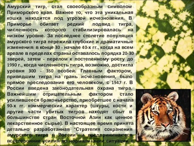 Амурский тигр, стал своеобразным символом Приморского края. Важнее то, что эта уникальная