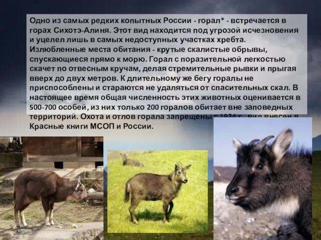 Одно из самых редких копытных России - горал* - встречается в горах