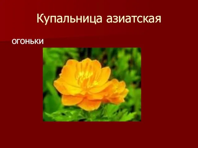 Купальница азиатская огоньки