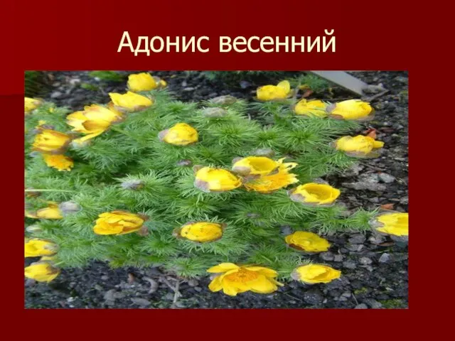 Адонис весенний