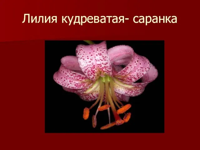 Лилия кудреватая- саранка