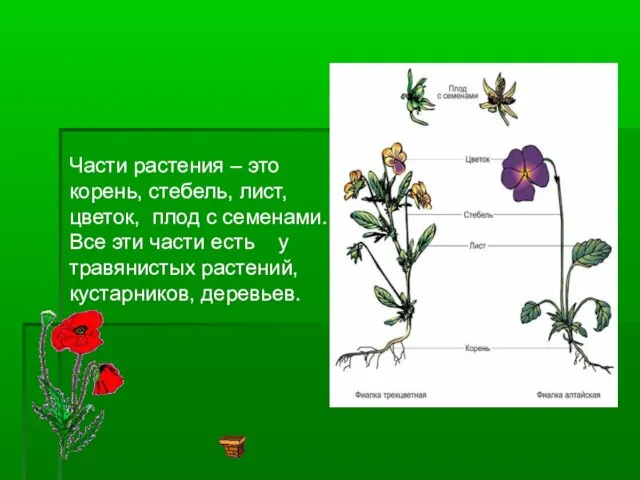 Части растения – это корень, стебель, лист, цветок, плод с семенами. Все