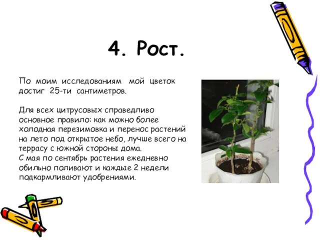 4. Рост. По моим исследованиям мой цветок достиг 25-ти сантиметров. Для всех