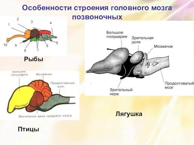 Особенности строения головного мозга позвоночных Рыбы Птицы Лягушка