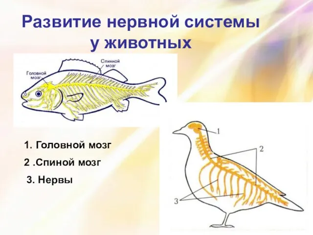 Развитие нервной системы у животных 1. Головной мозг 2 .Спиной мозг 3. Нервы