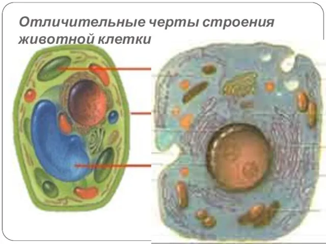 Отличительные черты строения животной клетки