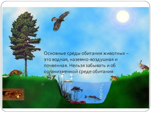 Среды жизни и места обитания Основные среды обитания животных – это водная,