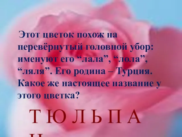 Этот цветок похож на перевёрнутый головной убор: именуют его “лала”, “лола”, “ляля”.