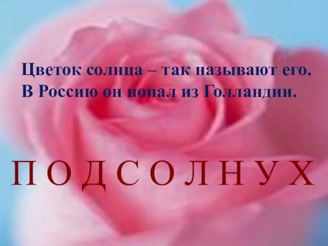 Цветок солнца – так называют его. В Россию он попал из Голландии.