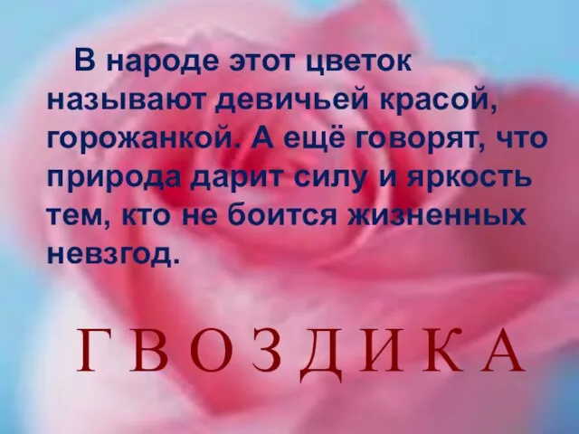 В народе этот цветок называют девичьей красой, горожанкой. А ещё говорят, что