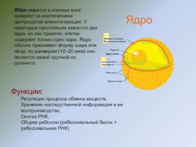 Ядро имеется в клетках всех эукариот за исключением эритроцитов млекопитающих. У некоторых