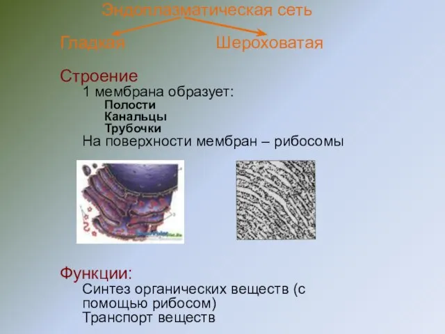 Эндоплазматическая сеть Гладкая Шероховатая Строение 1 мембрана образует: Полости Канальцы Трубочки На