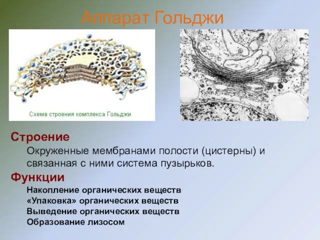 Строение Окруженные мембранами полости (цистерны) и связанная с ними система пузырьков. Функции