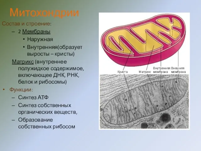 Митохондрии Состав и строение: 2 Мембраны Наружная Внутренняя(образует выросты – кристы) Матрикс