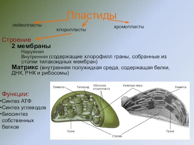 Строение 2 мембраны Наружная Внутренняя (содержащие хлорофилл граны, собранные из стопки тилакоидных