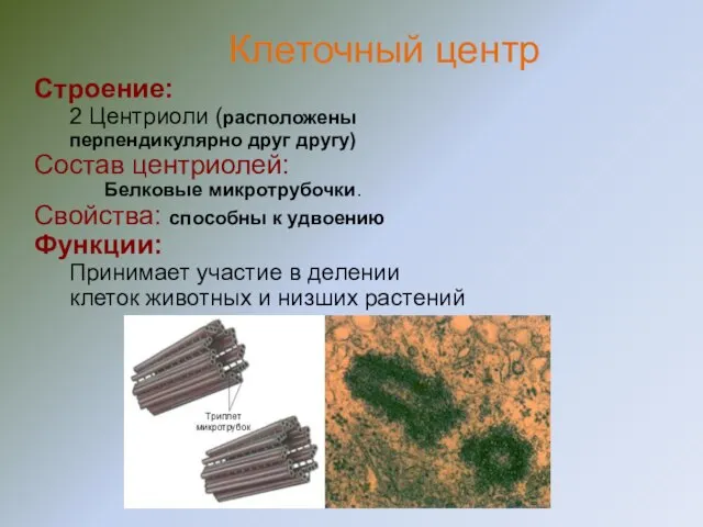 Строение: 2 Центриоли (расположены перпендикулярно друг другу) Состав центриолей: Белковые микротрубочки. Свойства: