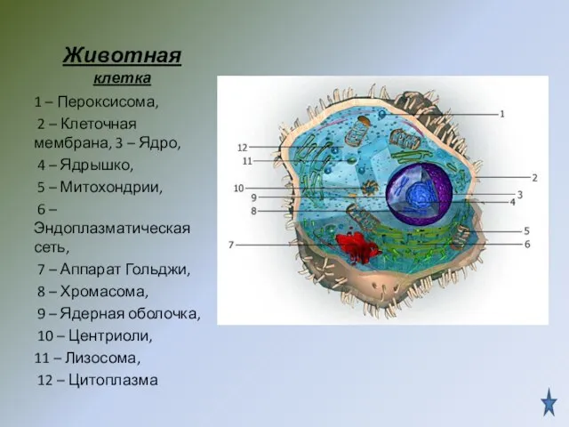 Животная клетка 1 – Пероксисома, 2 – Клеточная мембрана, 3 – Ядро,