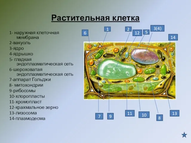 Растительная клетка 1- наружная клеточная мембрана 2-вакуоль 3-ядро 4-ядрышко 5- гладкая эндоплазматическая