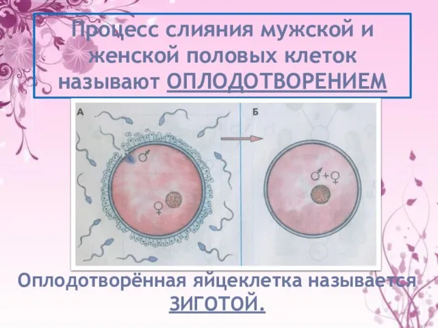 Процесс слияния мужской и женской половых клеток называют ОПЛОДОТВОРЕНИЕМ Оплодотворённая яйцеклетка называется ЗИГОТОЙ.