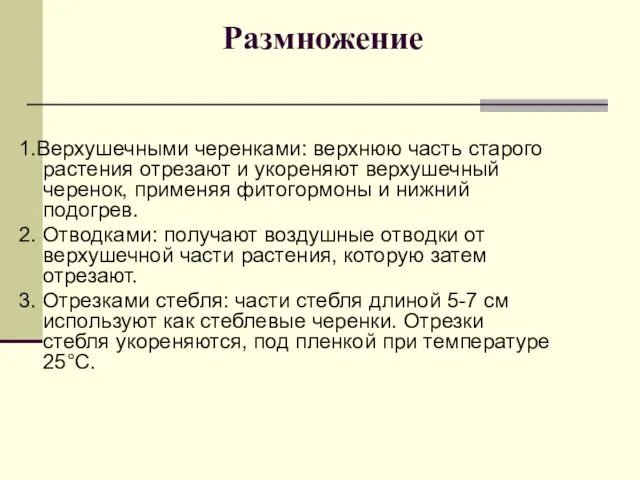 Размножение 1.Верхушечными черенками: верхнюю часть старого растения отрезают и укореняют верхушечный черенок,