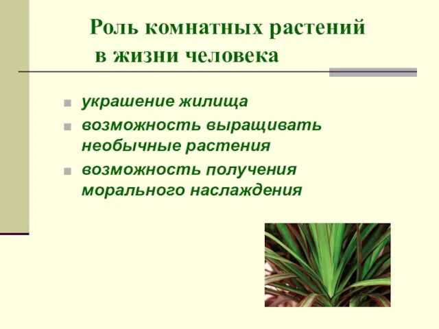 Роль комнатных растений в жизни человека украшение жилища возможность выращивать необычные растения возможность получения морального наслаждения